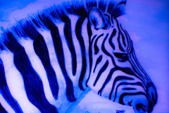 Blue-Zebra