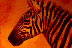 Red-Zebra-2